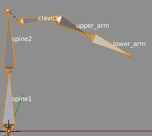 bone hierarchy